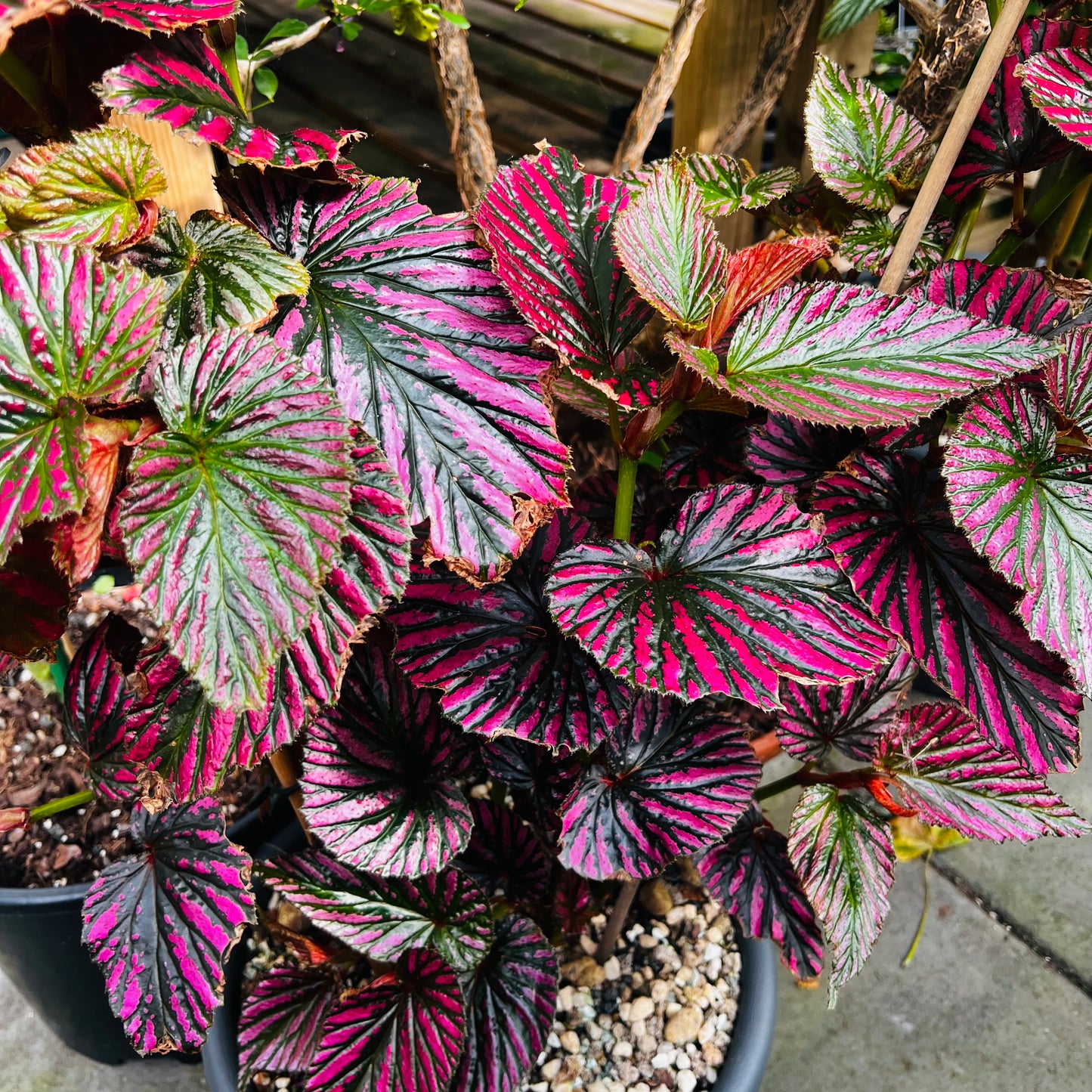 Begonia brevirimosa, uroted blad