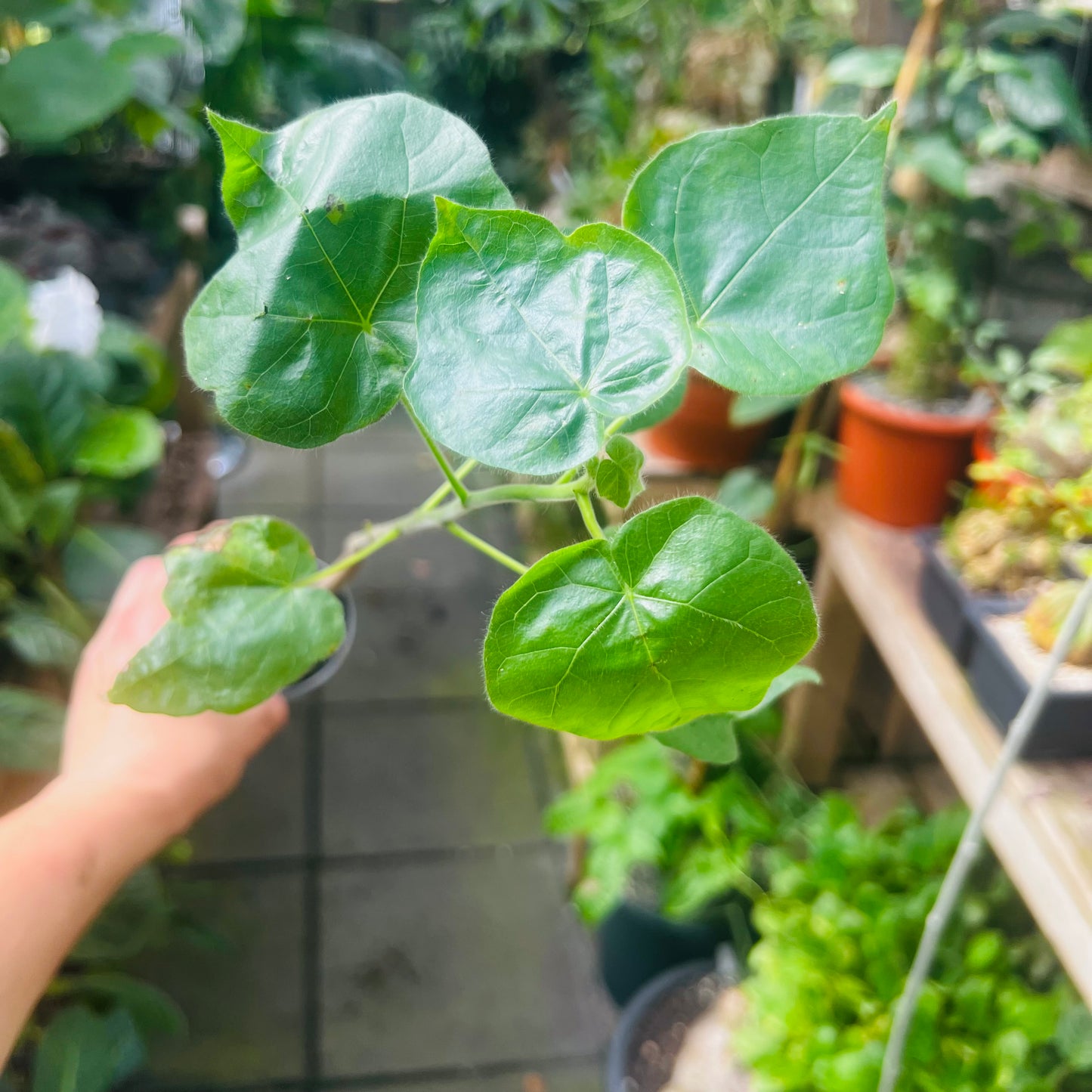 Sterculia sp.aff.rhynchocarpa, 6 cm potte