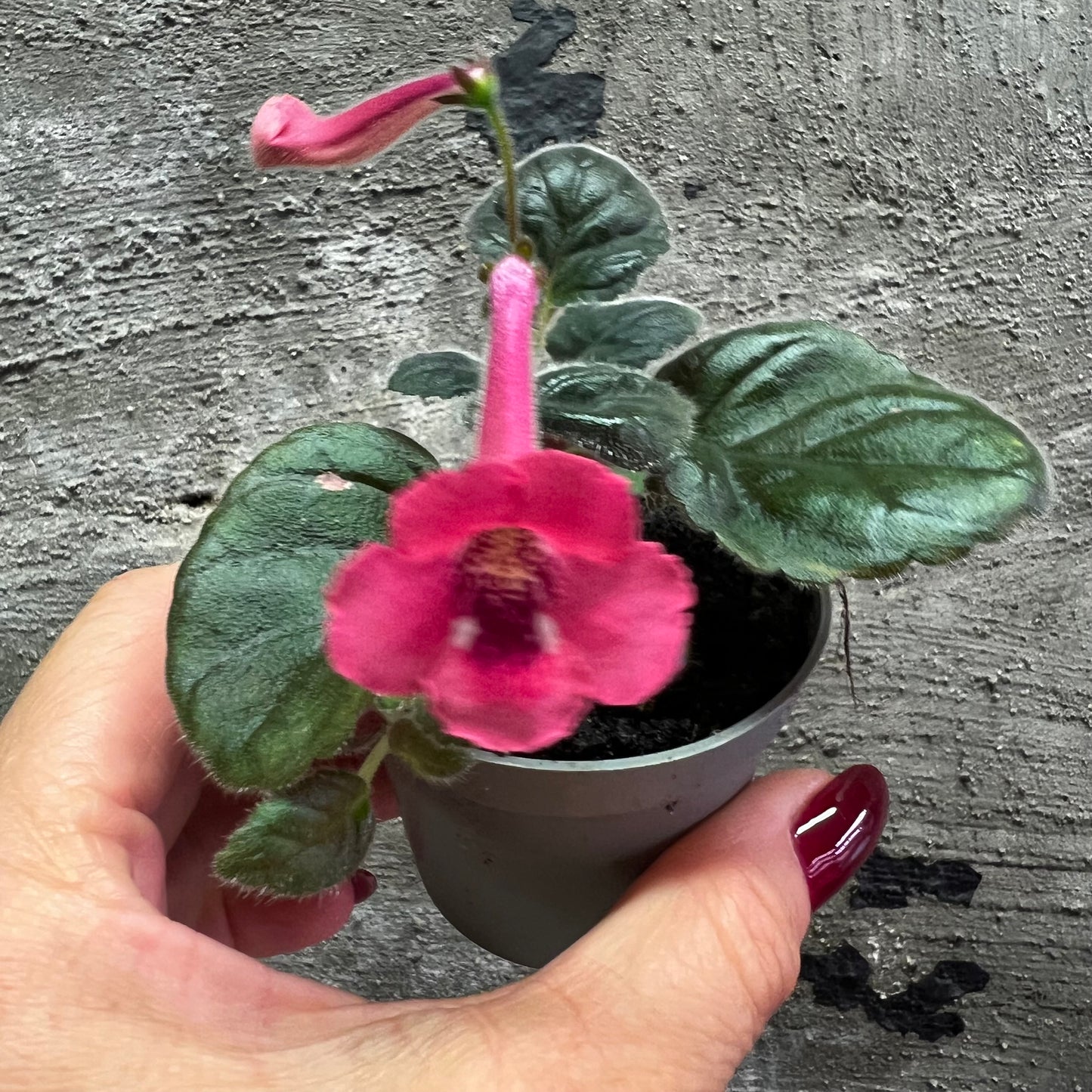 Sinningia SRG’s Peach Eruption hibrid 6