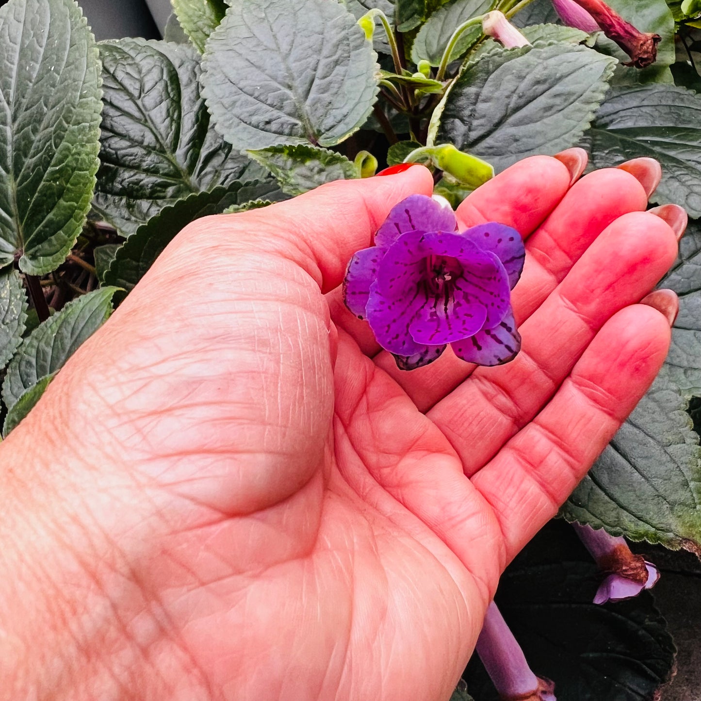 Sinningia HCY’s Merry Go ‘Round, uroted stikling