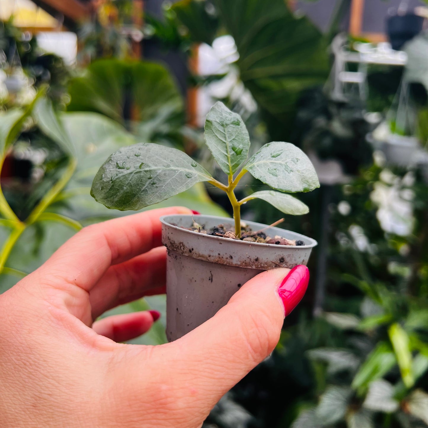 Dorstenia cuspidata