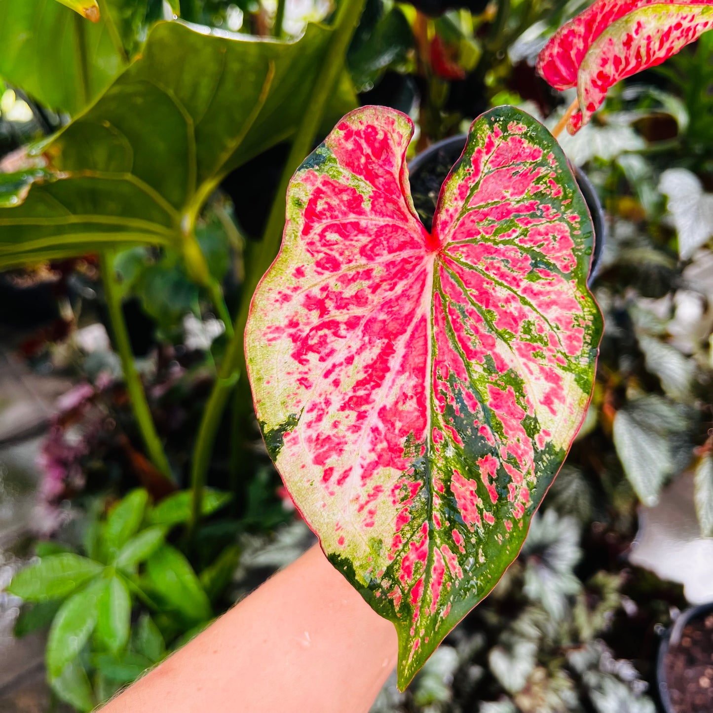 Caladium hybrid 11
