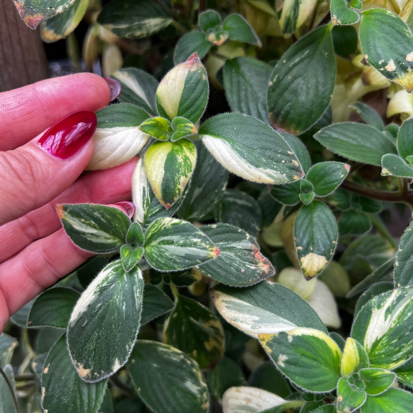 Streptocarpus saxorum f.variegata, uroted stikling