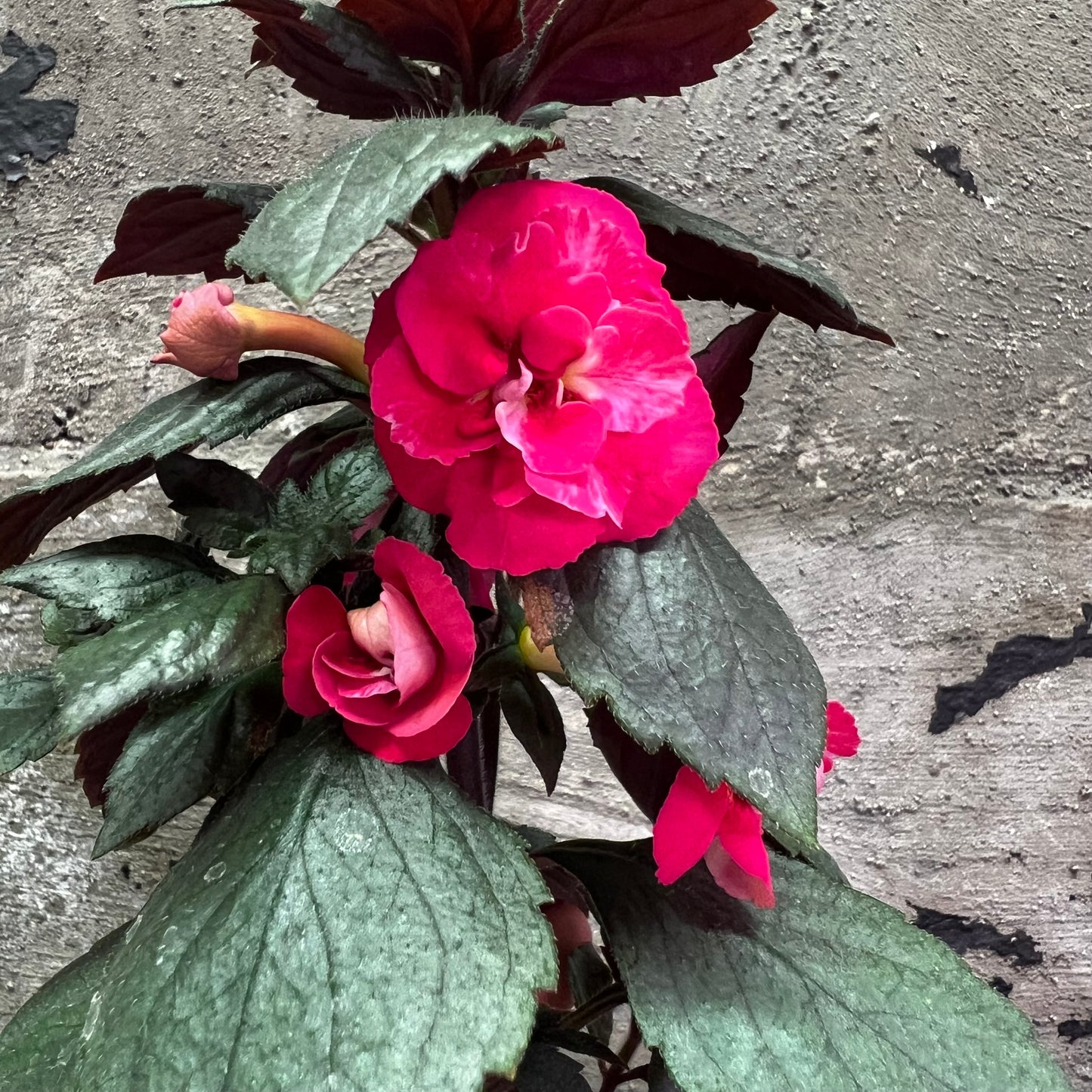 Achimenes Aurika Ashkroft, 8 cm potte