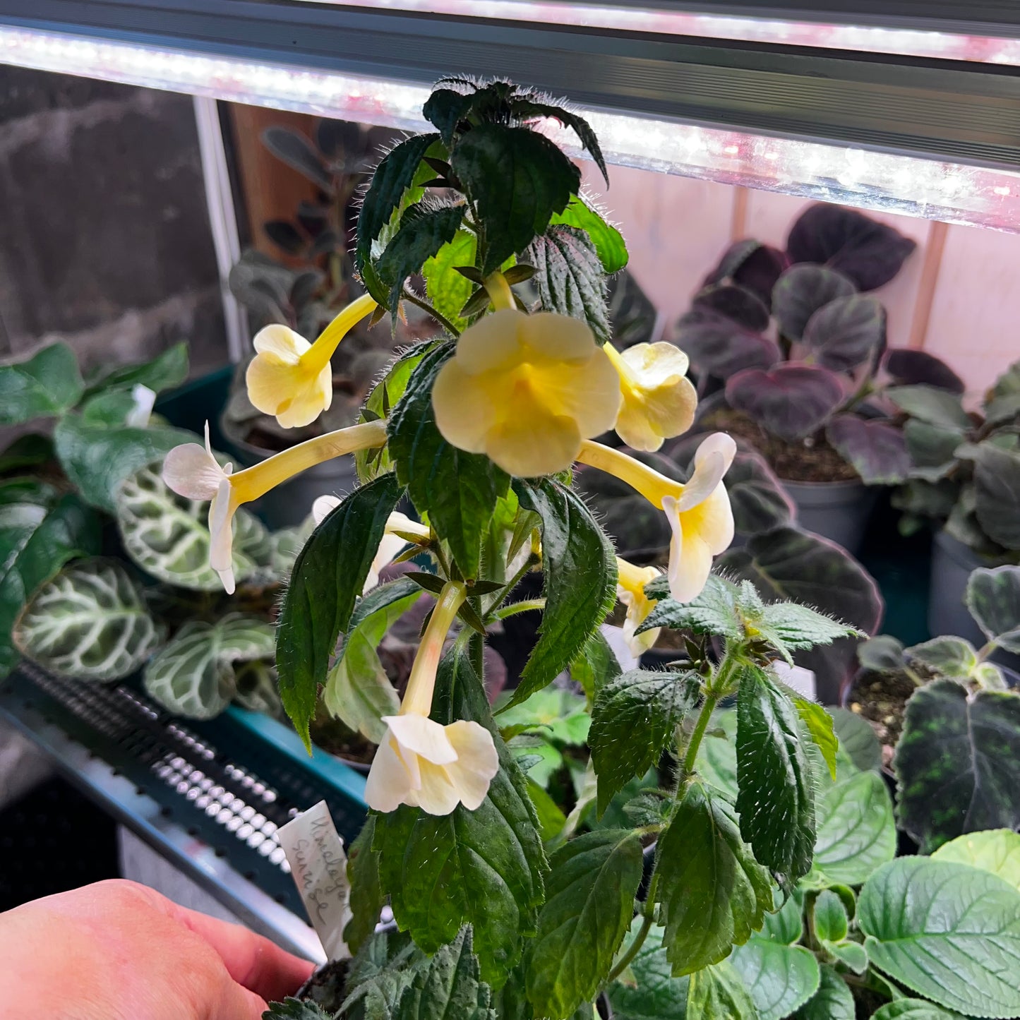 Achimenes Himalayan Sunrise, 8 cm potte