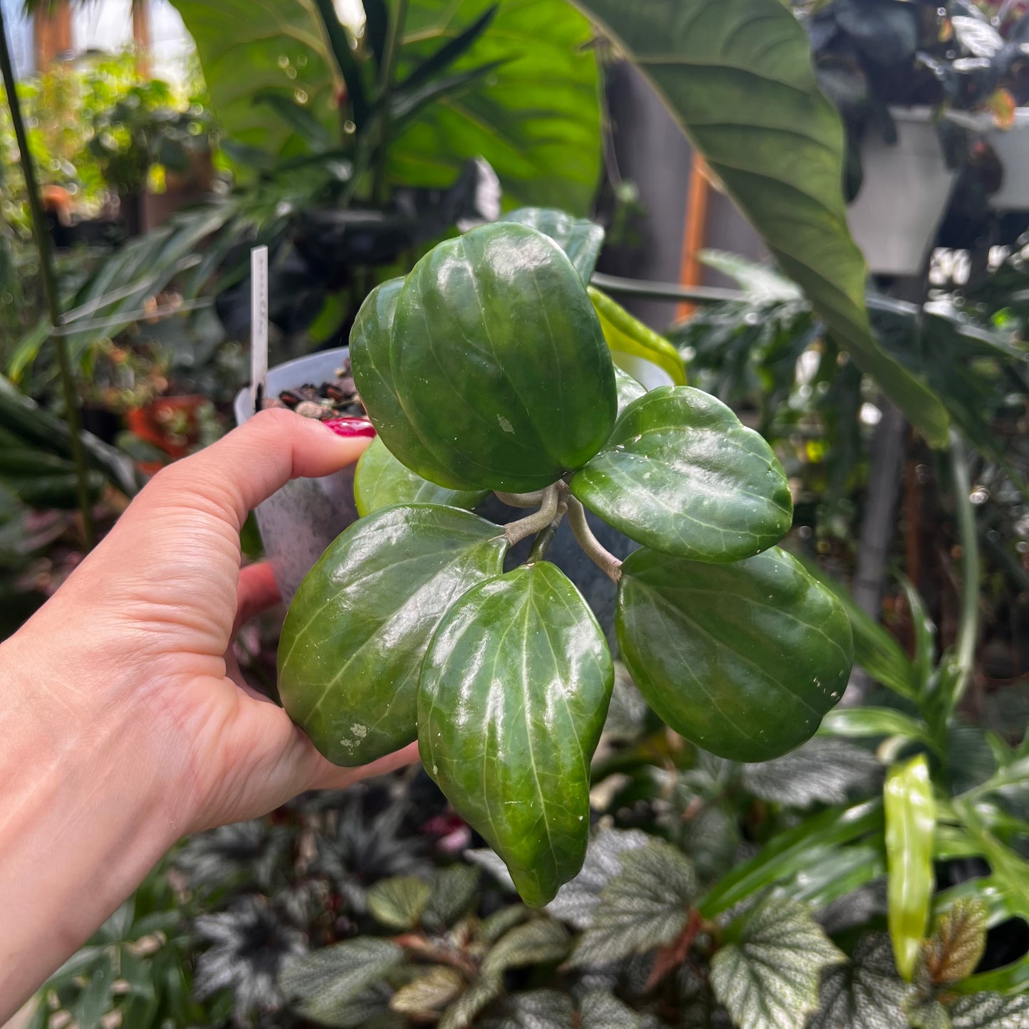 Hoya merillii