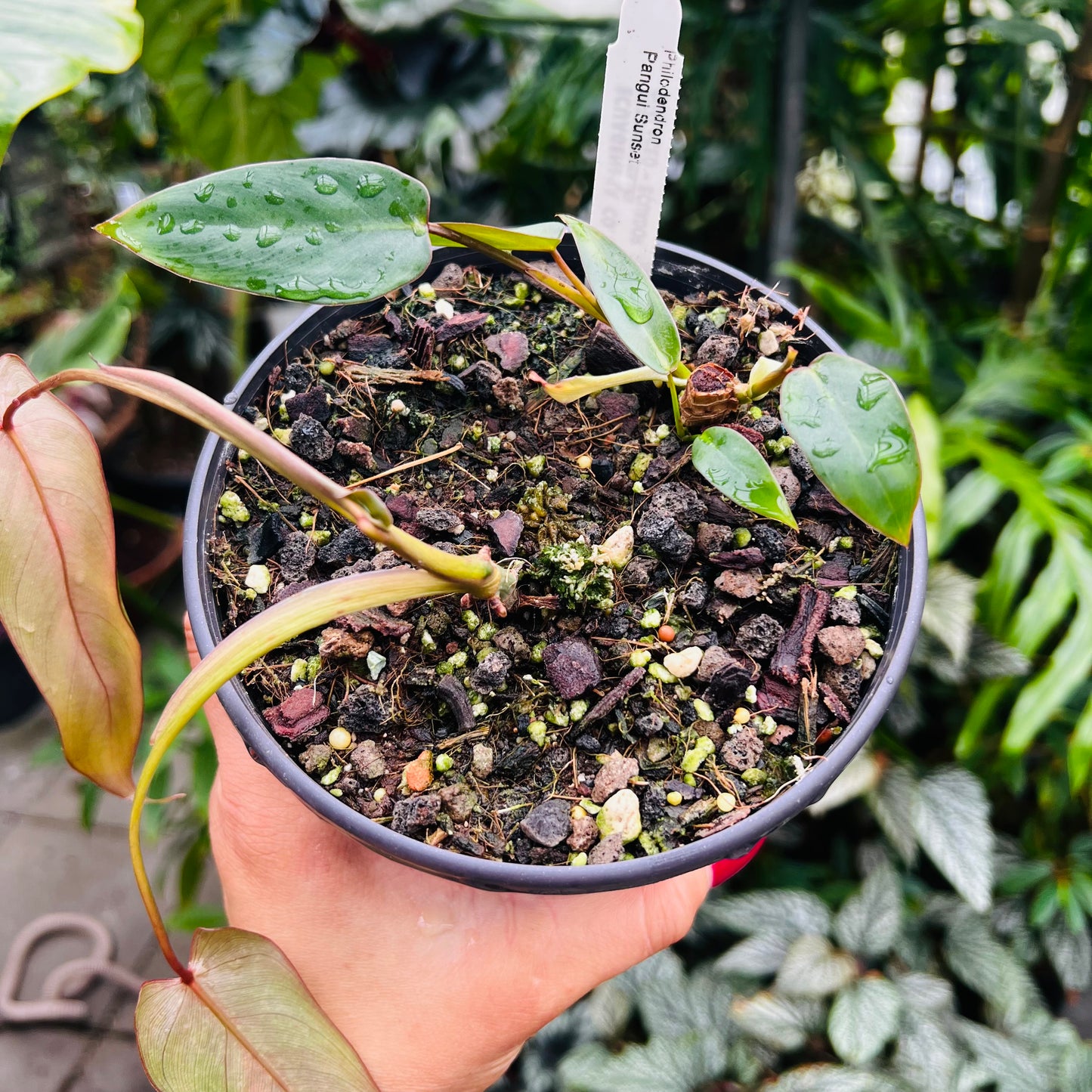 Philodendron Pangui Sunset