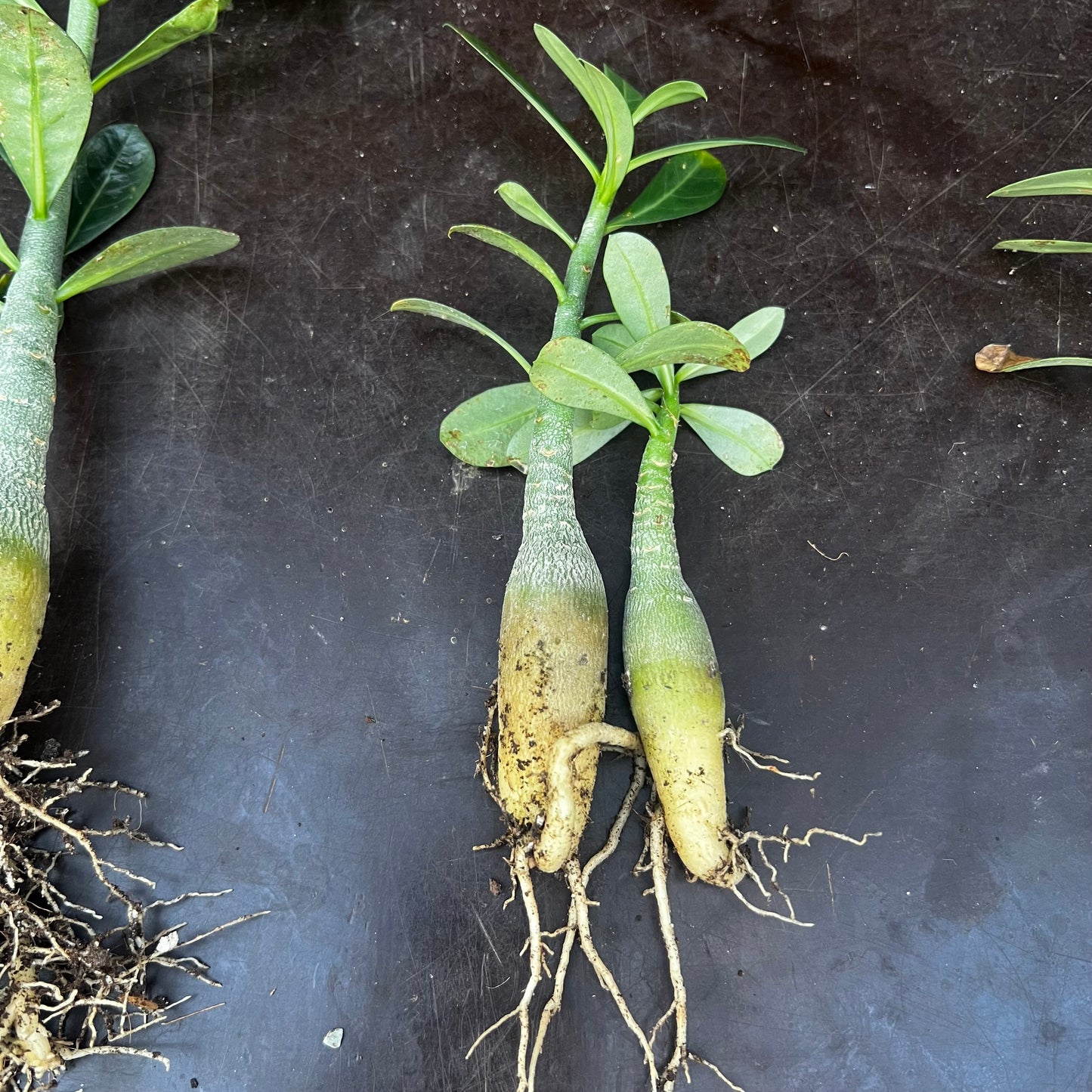 Adenium obesum, barroted plante