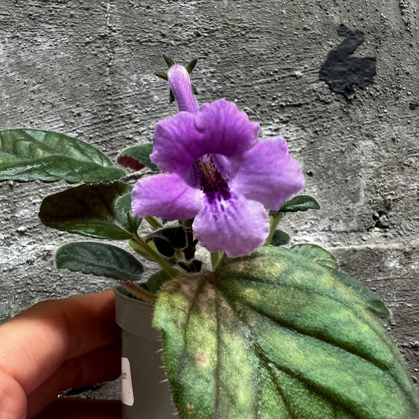 Sinningia SimSim Honey Peach hibrid 6