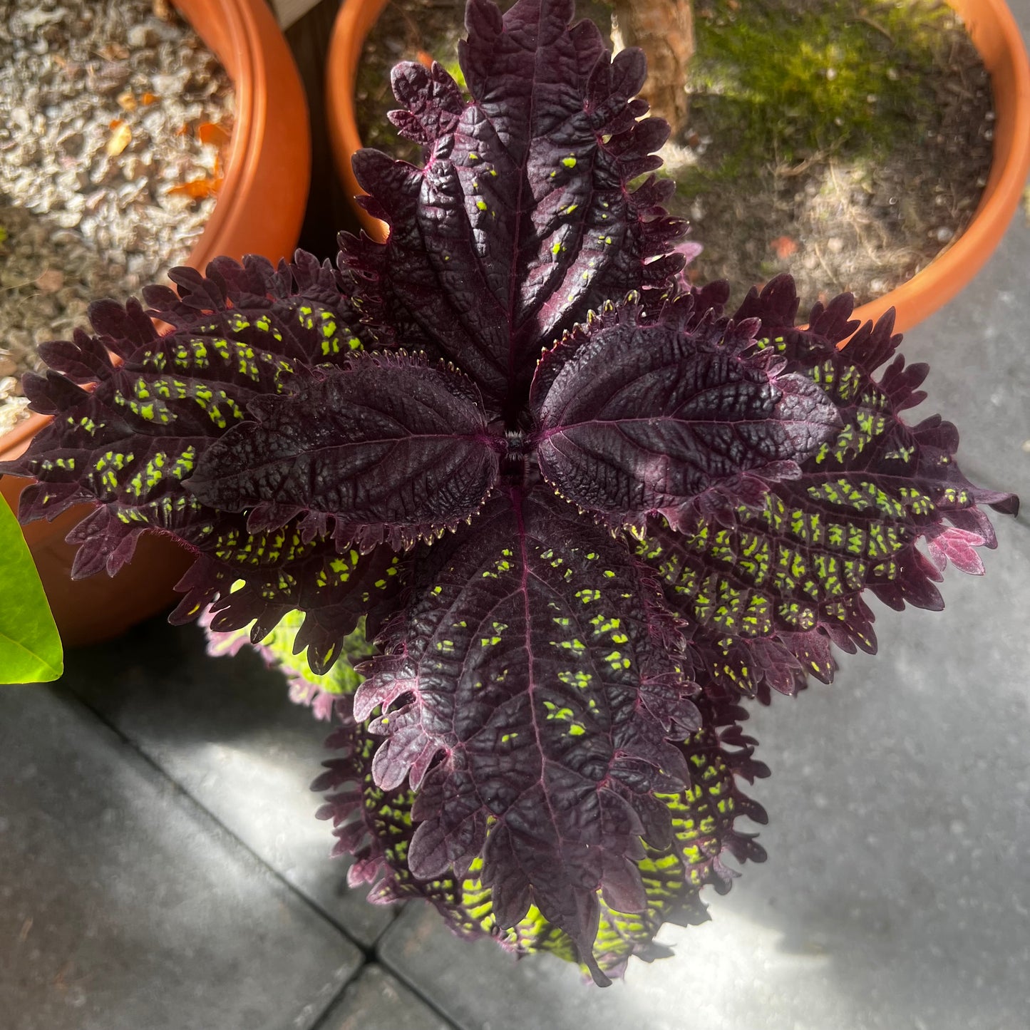 Coleus UTS Fishnet, uroted stikling