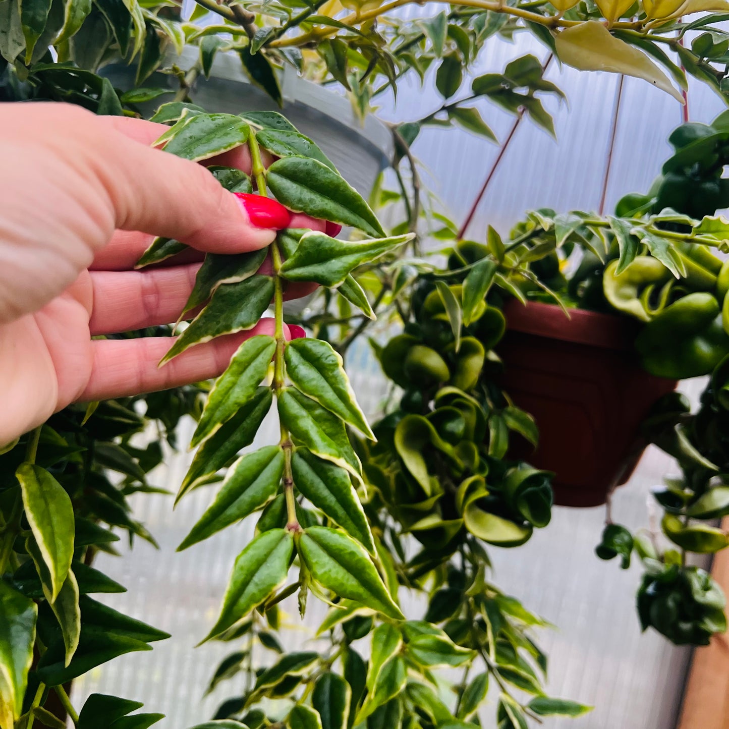 Hoya bella f.marginatovariegata, uroted stikling