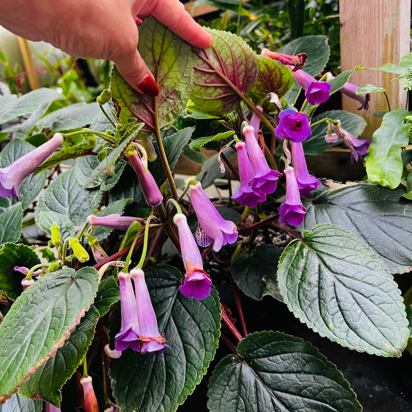 Sinningia HCY’s Merry Go ‘Round, uroted stikling