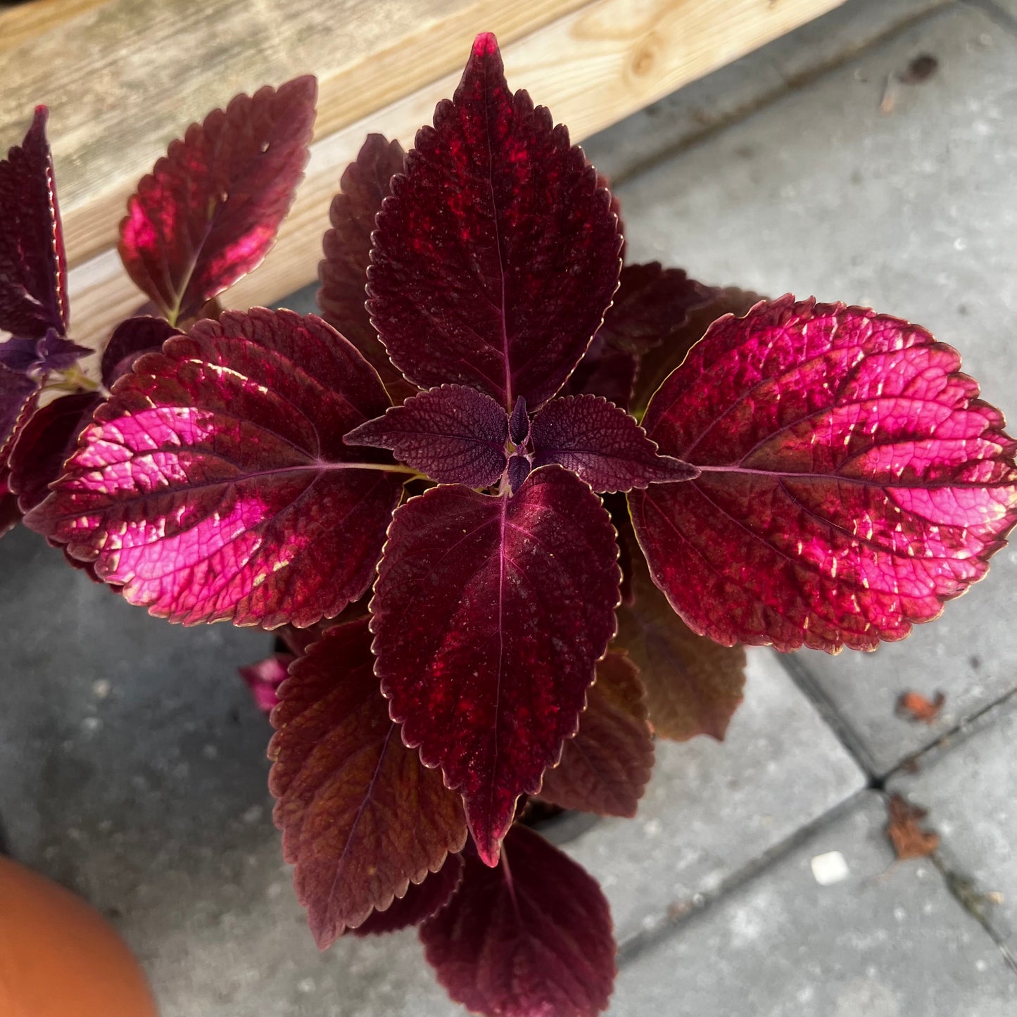 Coleus Haines, uroted stikling