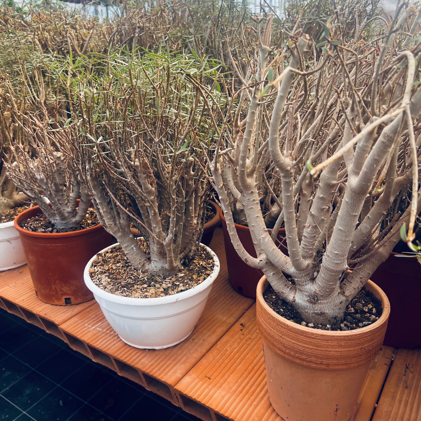Euphorbia balsamifera, 20 cm potte