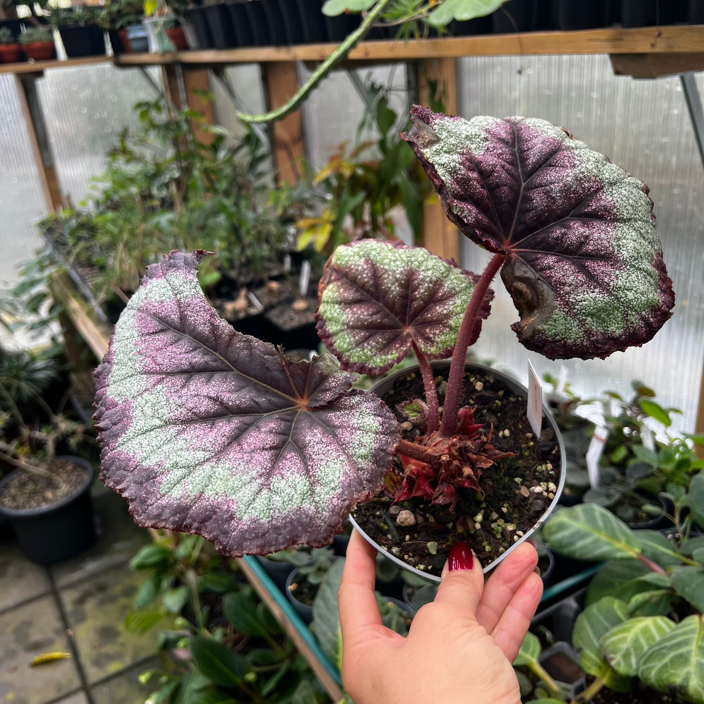 Begonia Rainbow