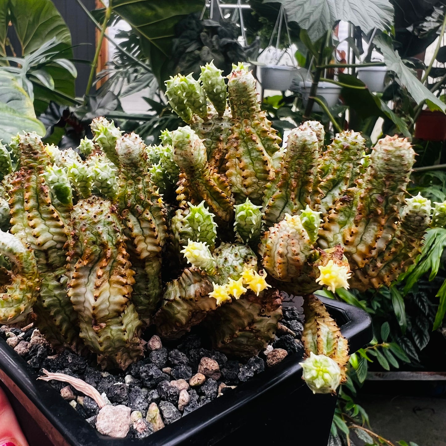Euphorbia mammilaris f.variegata