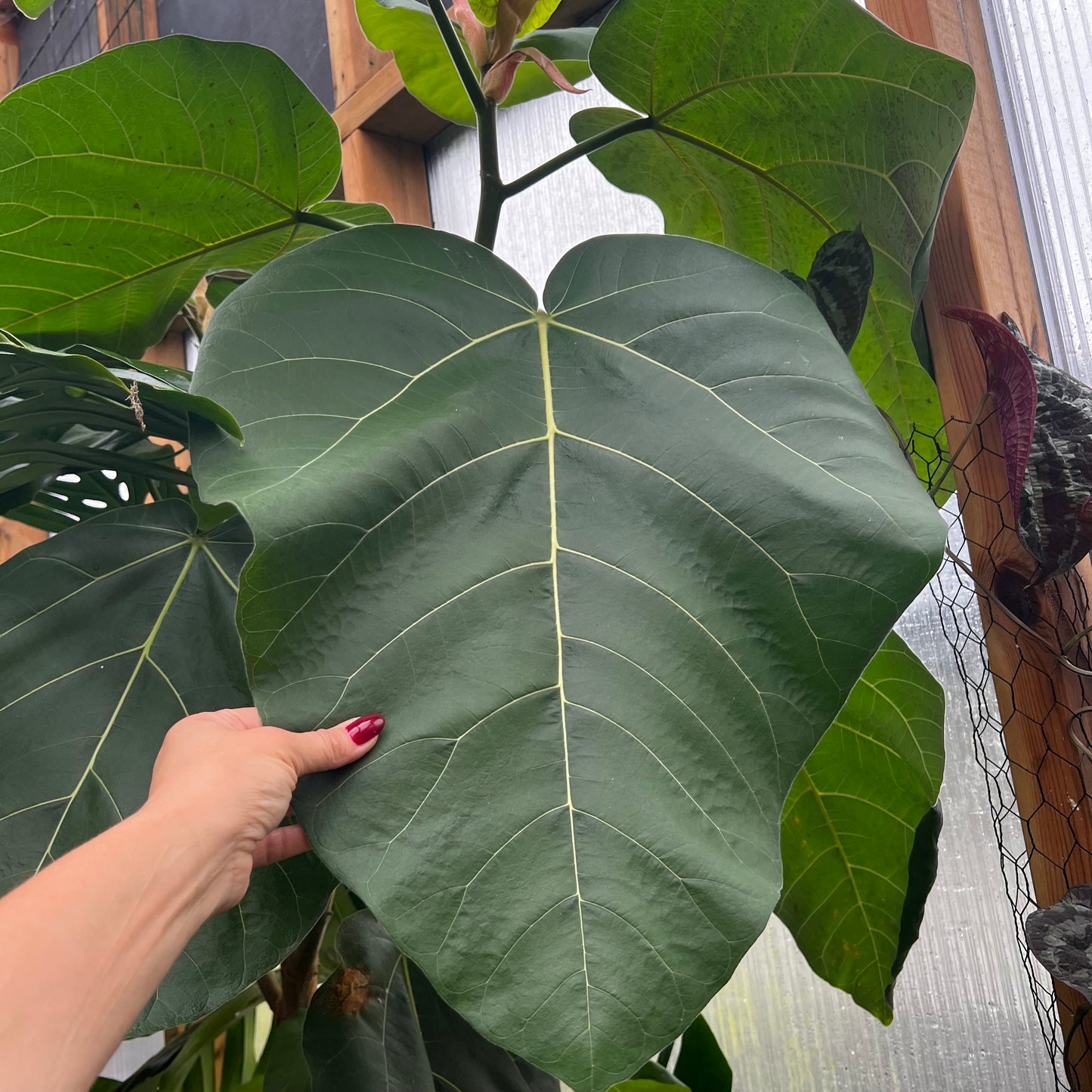 Ficus auriculata Everest, uroted stikling