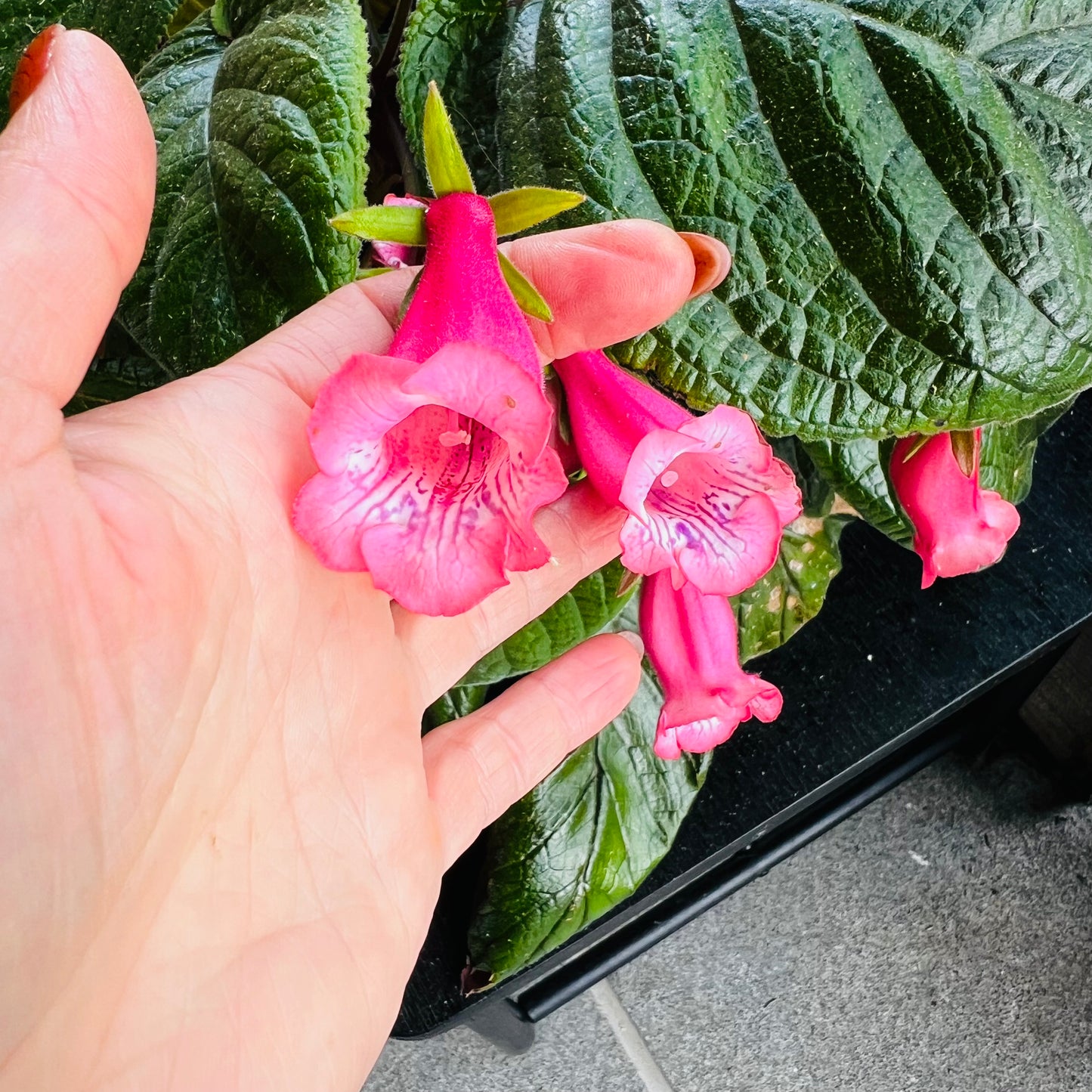 Sinningia Luci’s Pink Fondant, uroted stikling