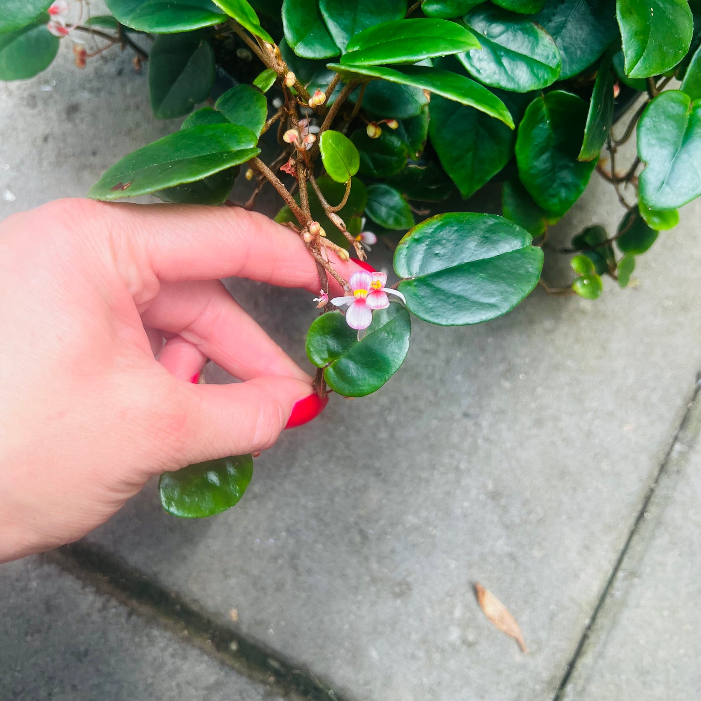 Begonia schulzei, uroted stikling