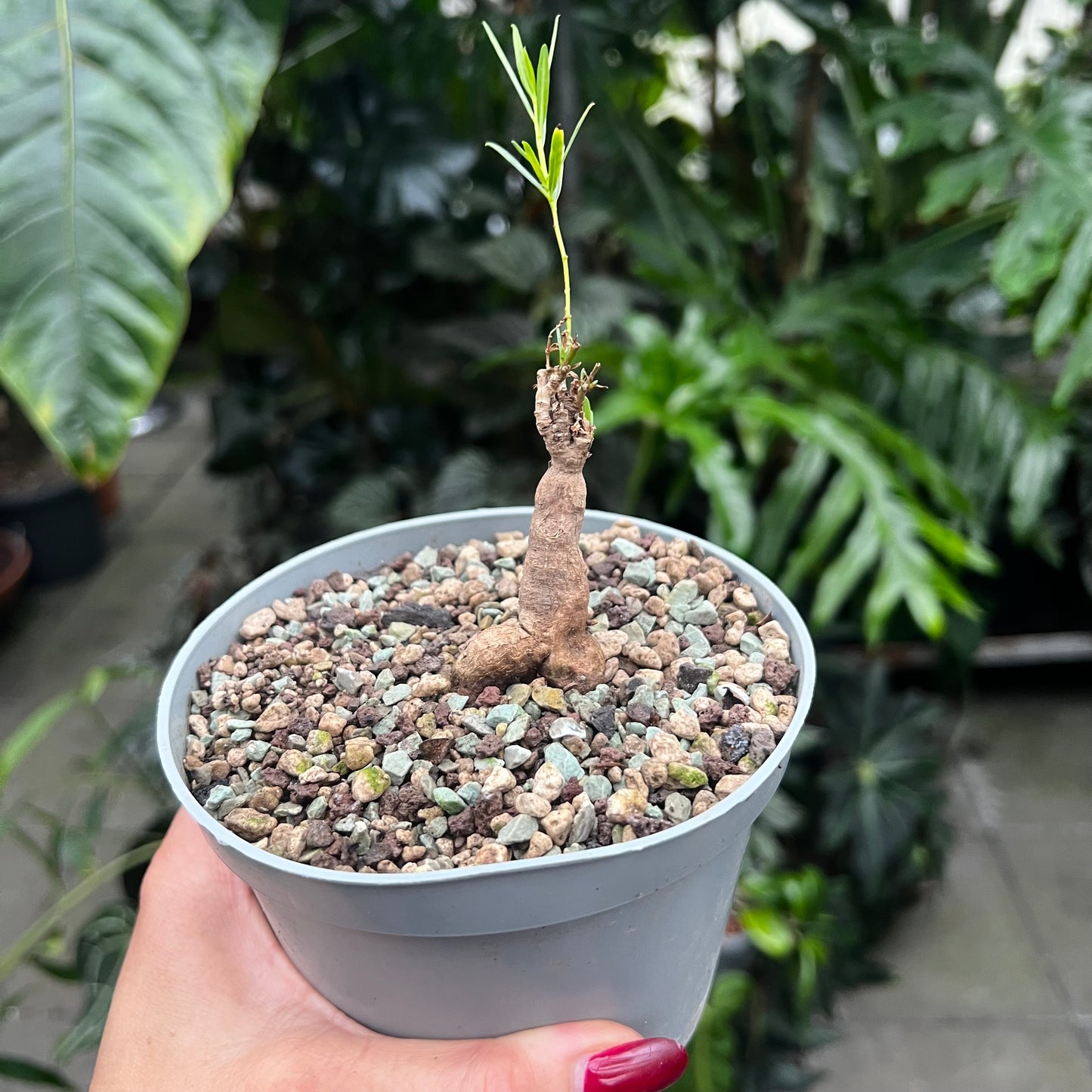 Euphorbia bongensis