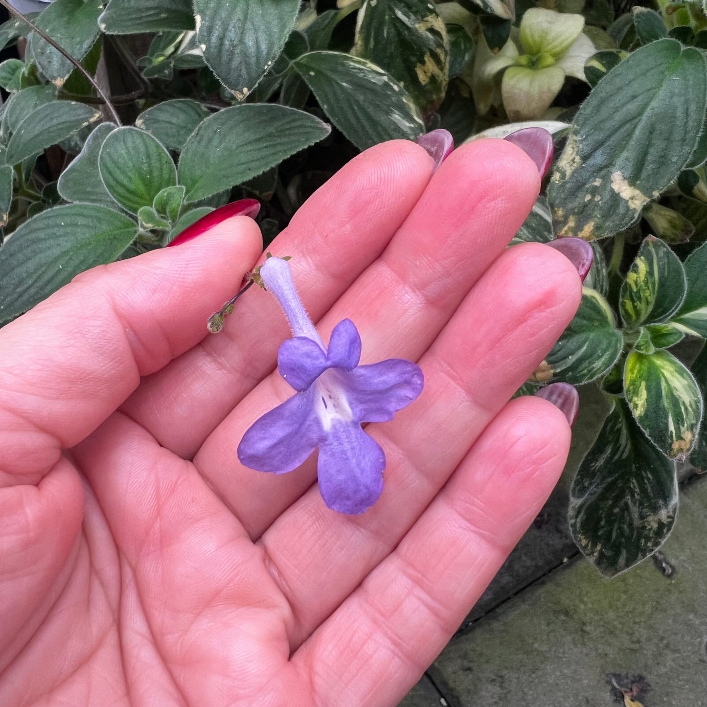 Streptocarpus saxorum f.variegata, uroted stikling