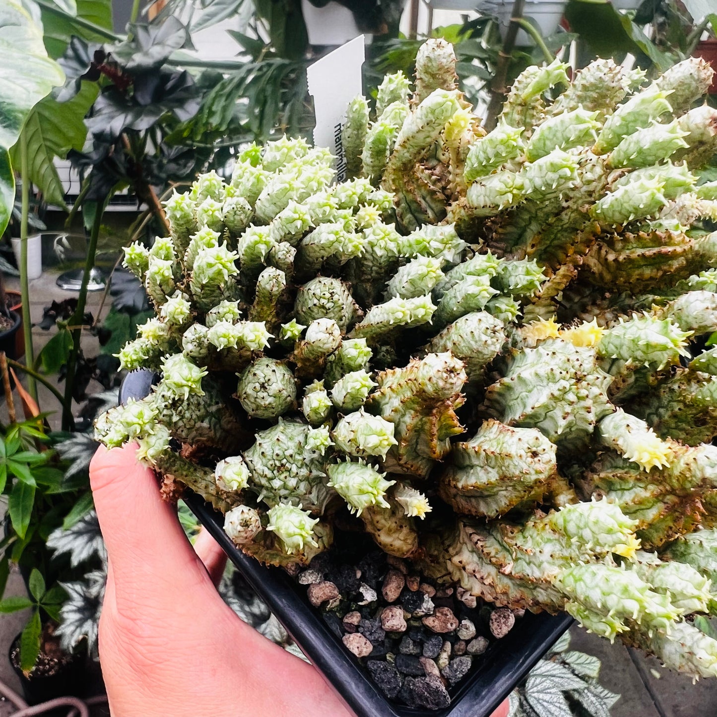 Euphorbia mammilaris f.variegata