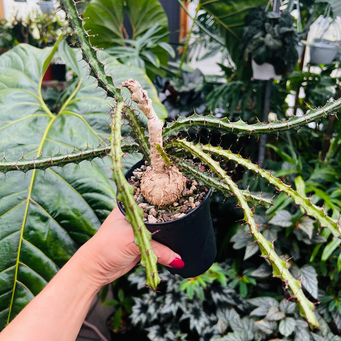 Euphorbia sp.Mutomo