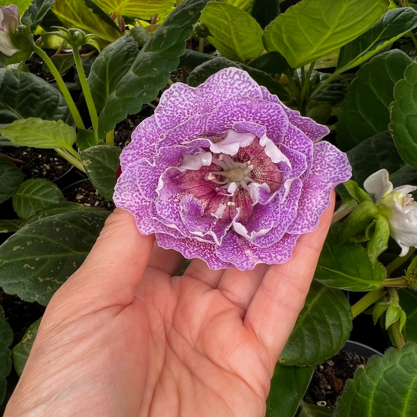 Sinningia speciosa RF-Hypnosis hibrid 5