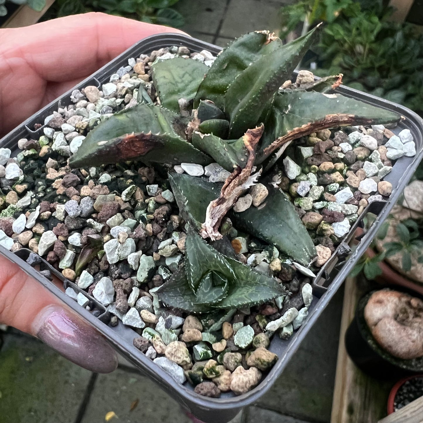 Haworthia tesselata mørk