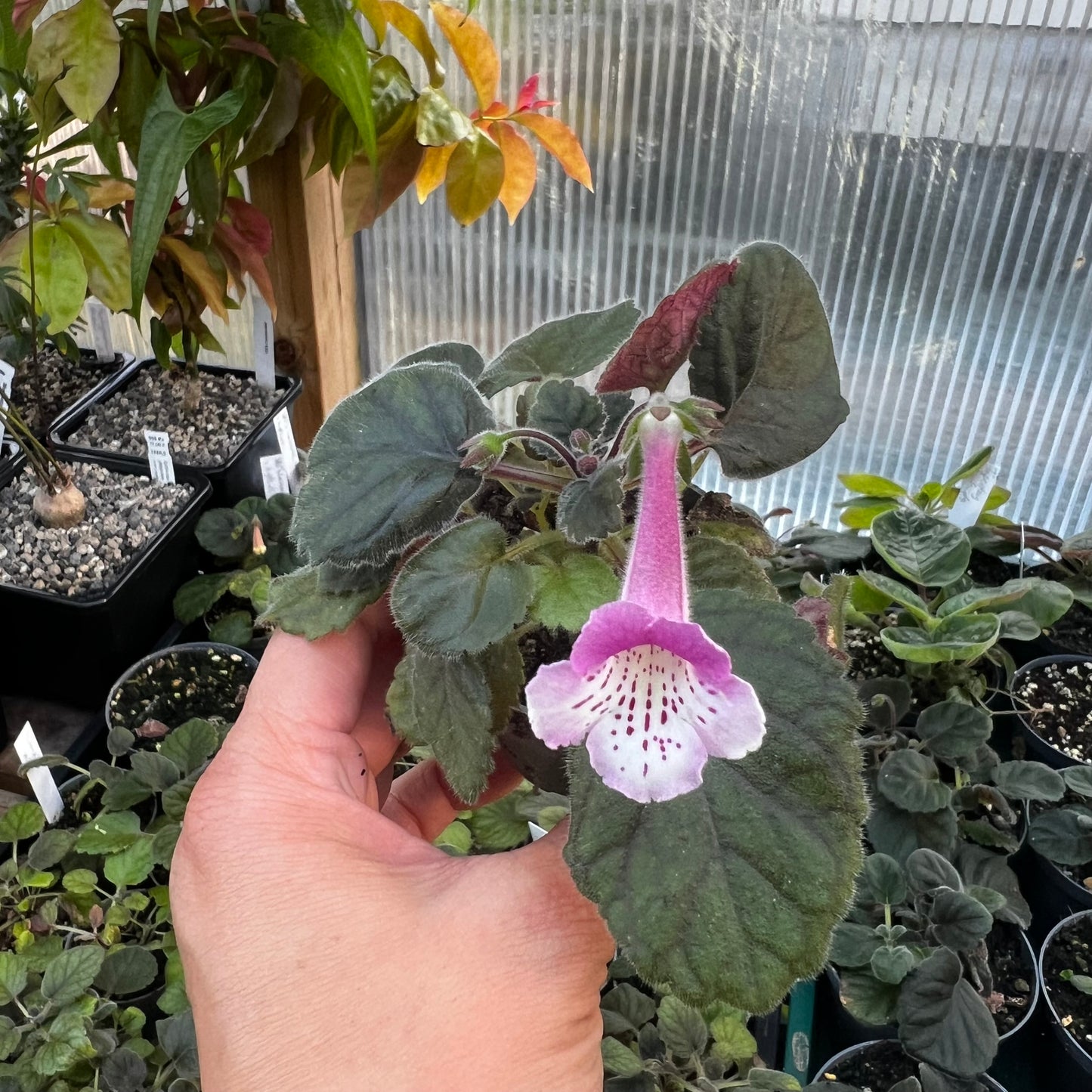 Sinningia SRG’s Lavender Eruption hibrid 4
