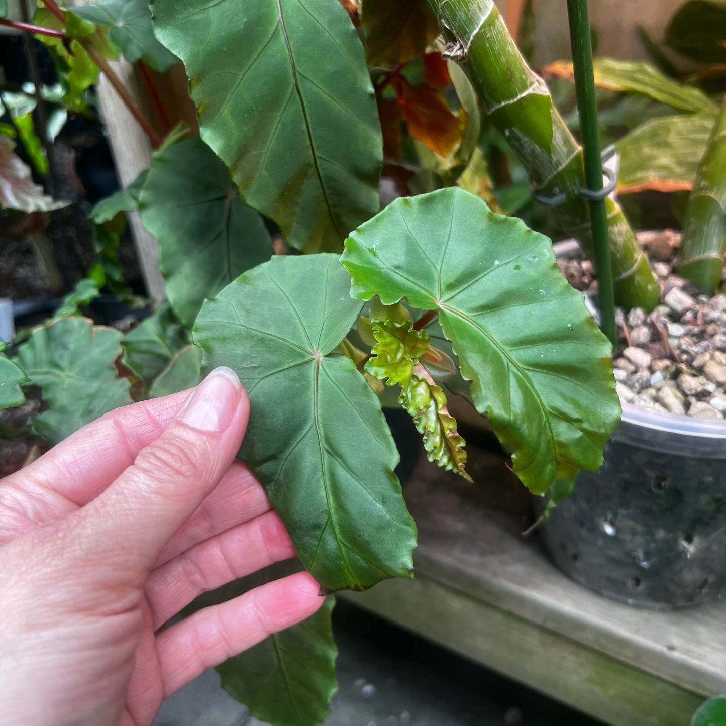 Begonia pulchella Uba tuba, uroted stikling