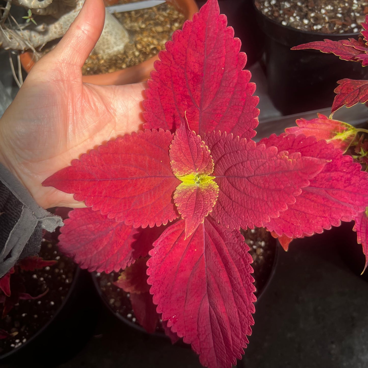 Coleus Alabama Sunset, uroted stikling