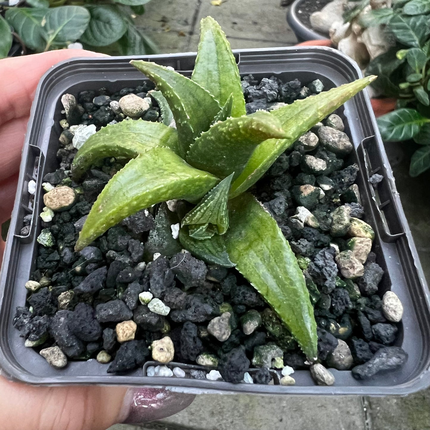 Haworthia tesselata lys