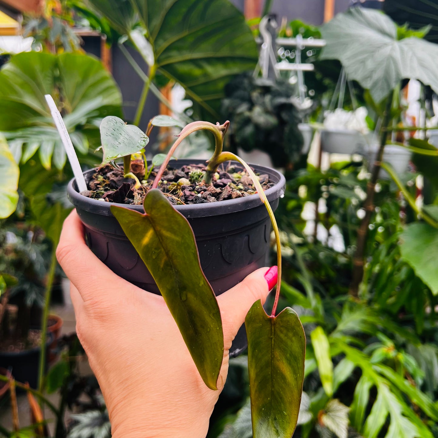 Philodendron Pangui Sunset