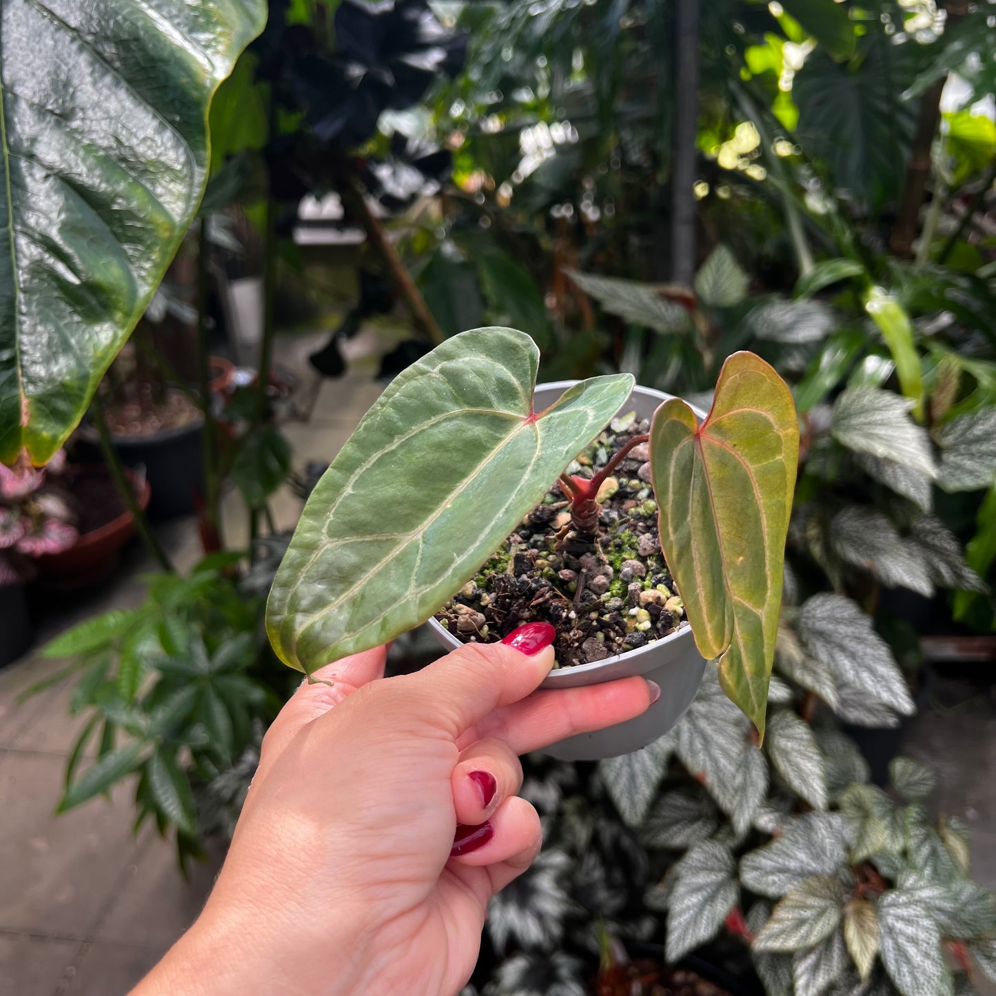 Anthurium Indo Portillae x HU/King of Spades