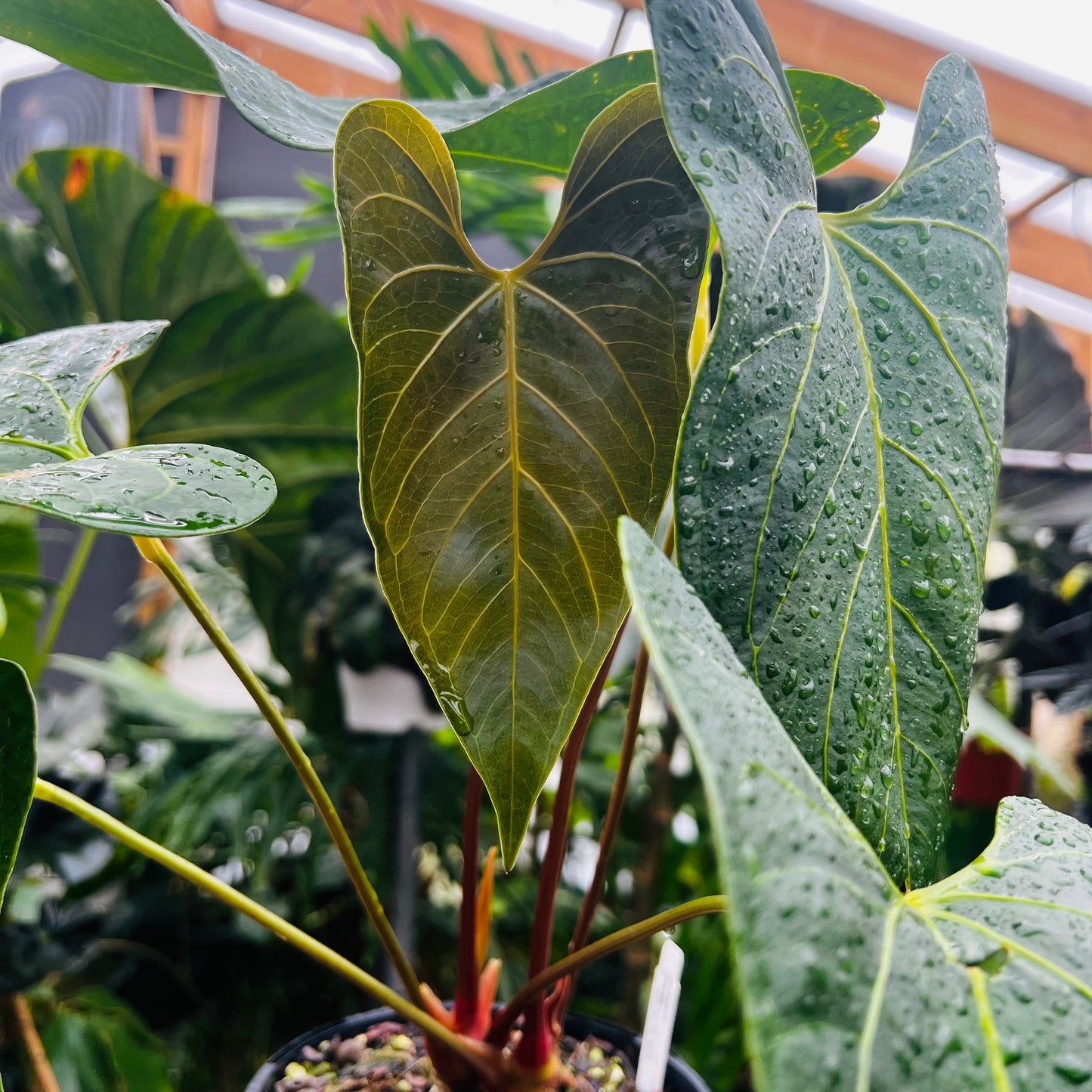 Anthurium Royalty