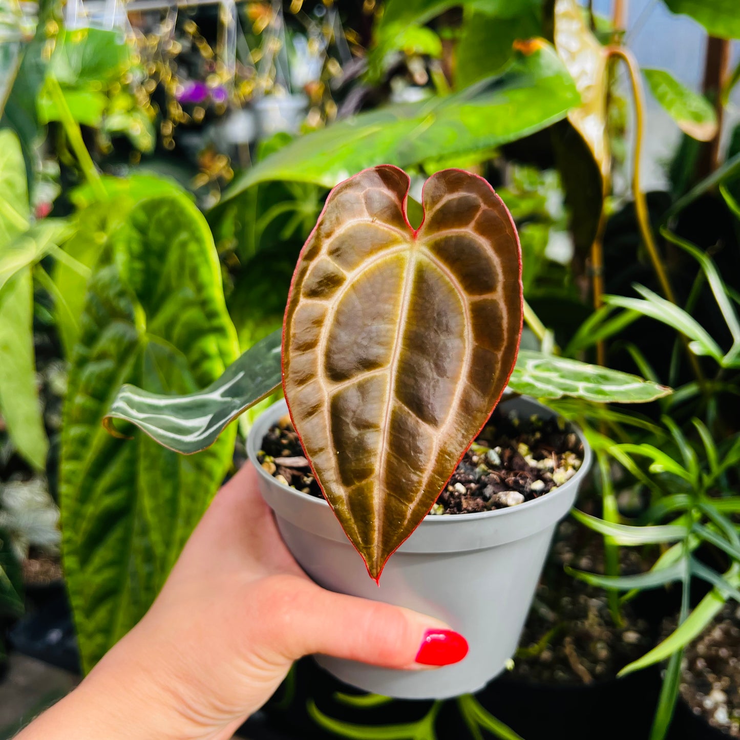 Anthurium Bigfoot x self