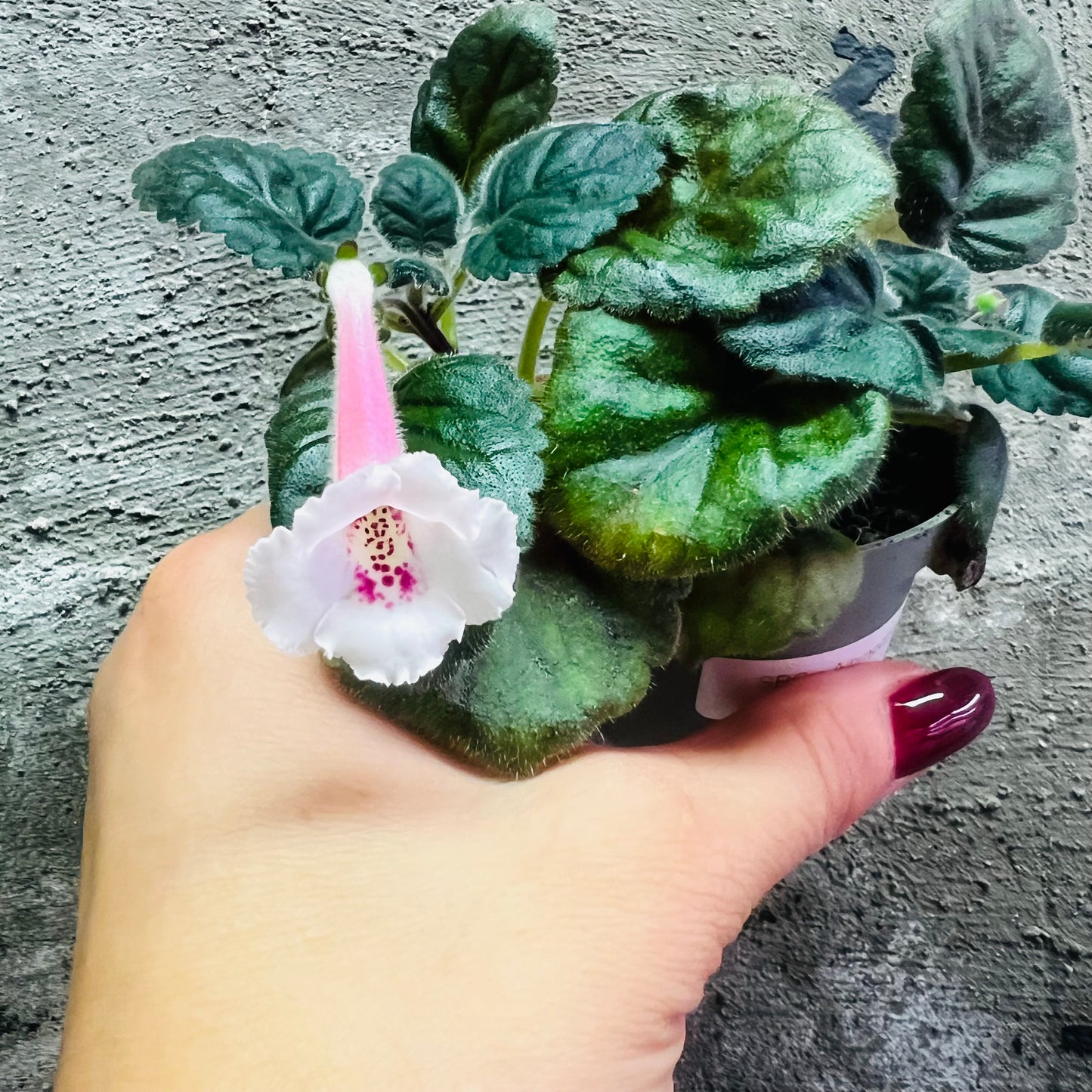 Sinningia SRG’s Albinozza hibrid 10