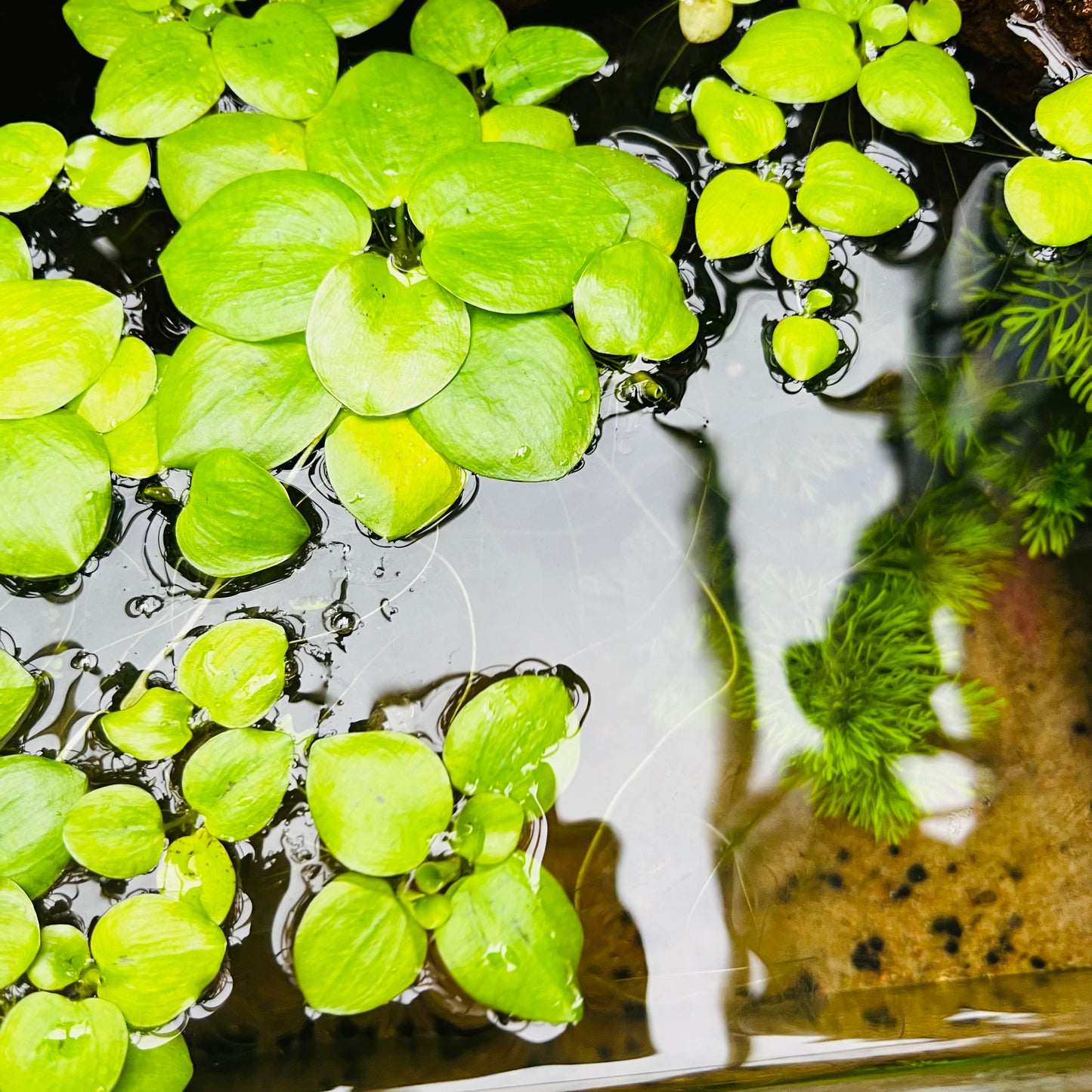 Limnobium laevigatum, 3 planter