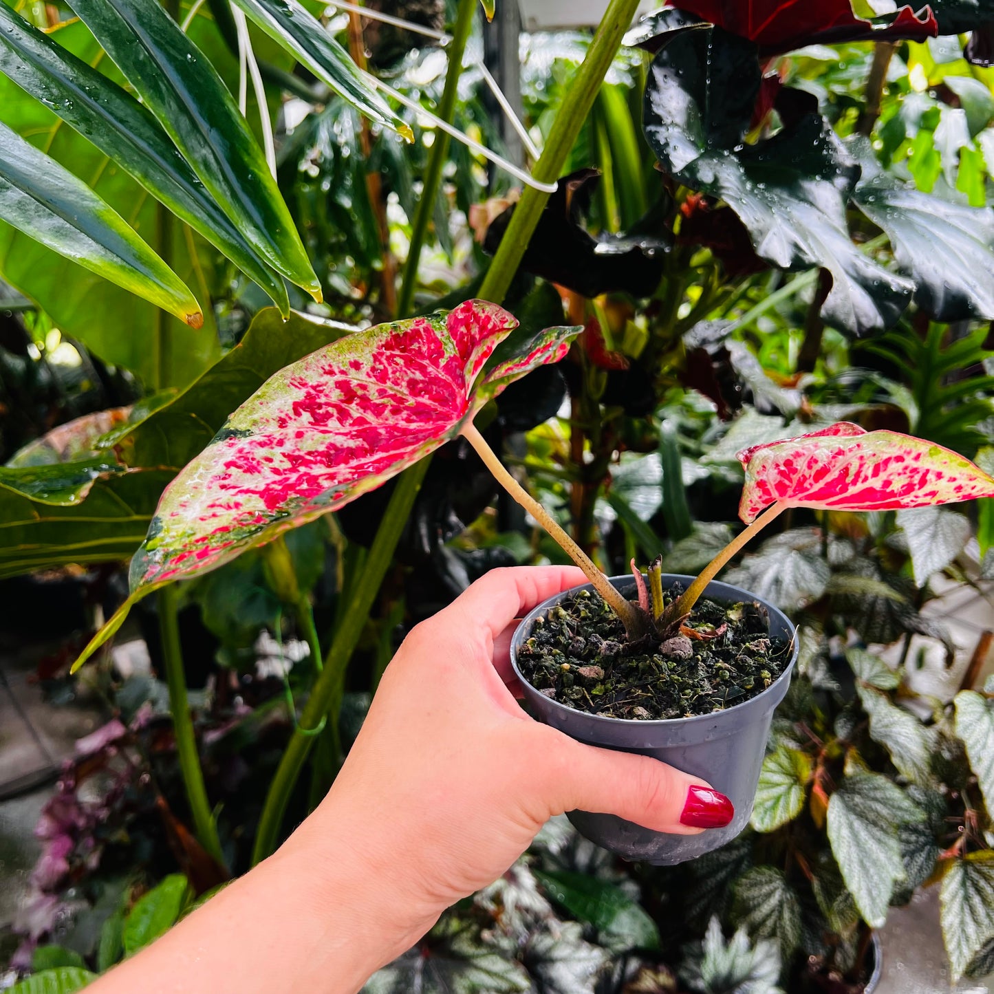 Caladium hybrid 11