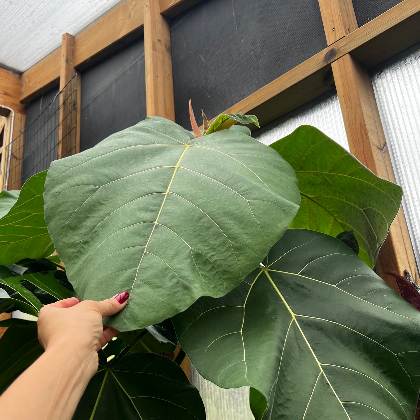 Ficus auriculata Everest, uroted stikling