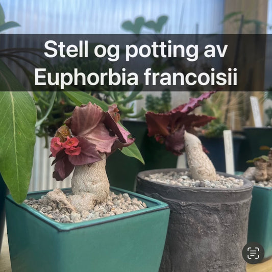 Stell og potting av Euphorbia francoisii