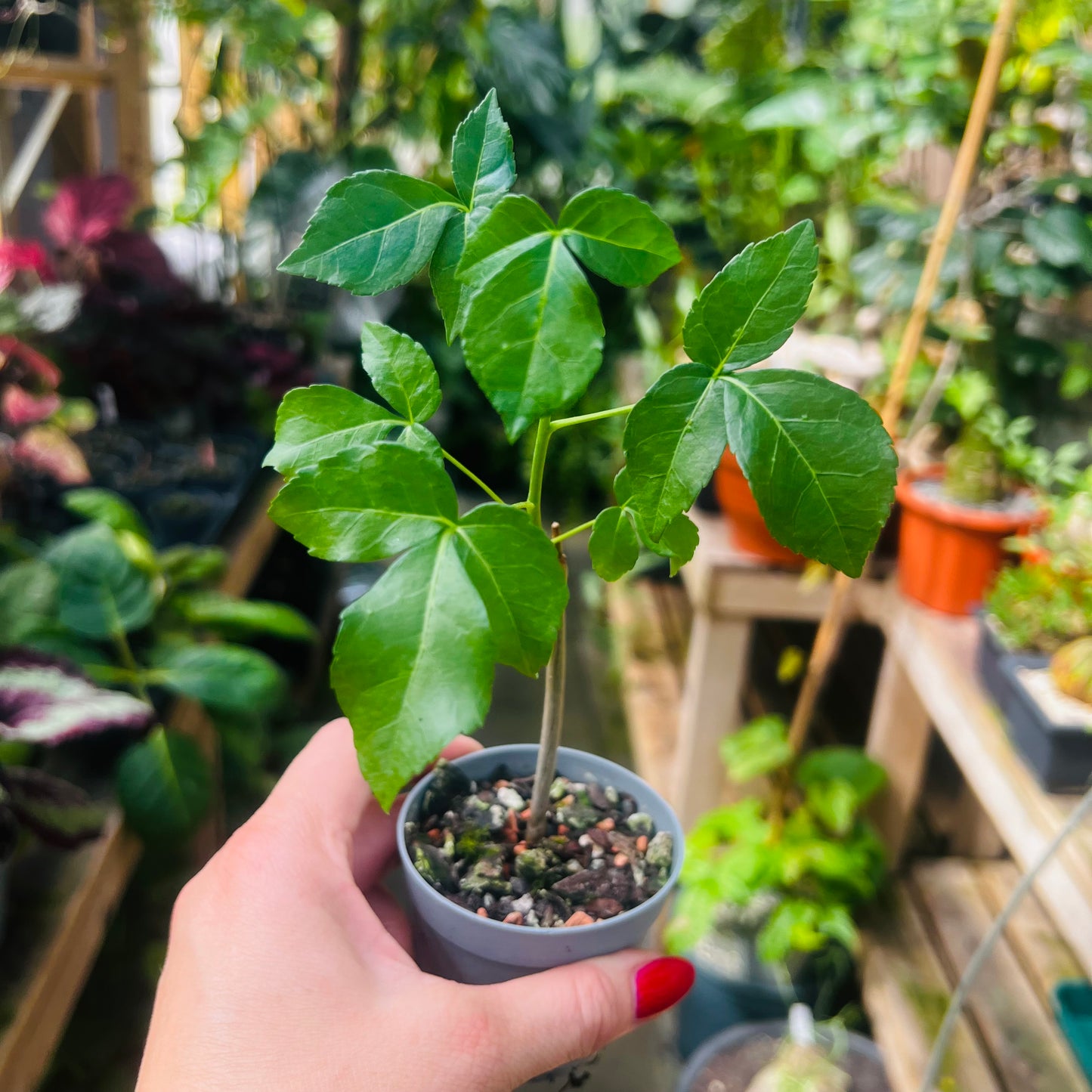 Commiphora sp.Longobaya, 6 cm potte