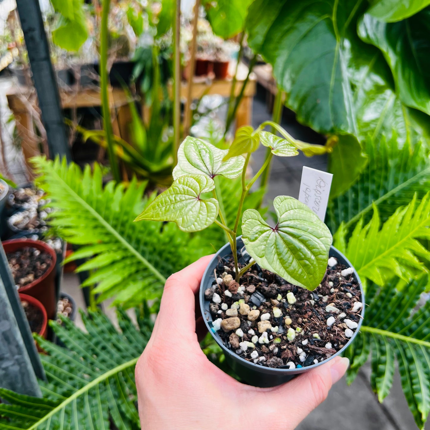 Dioscorea japonica, 9 cm potte