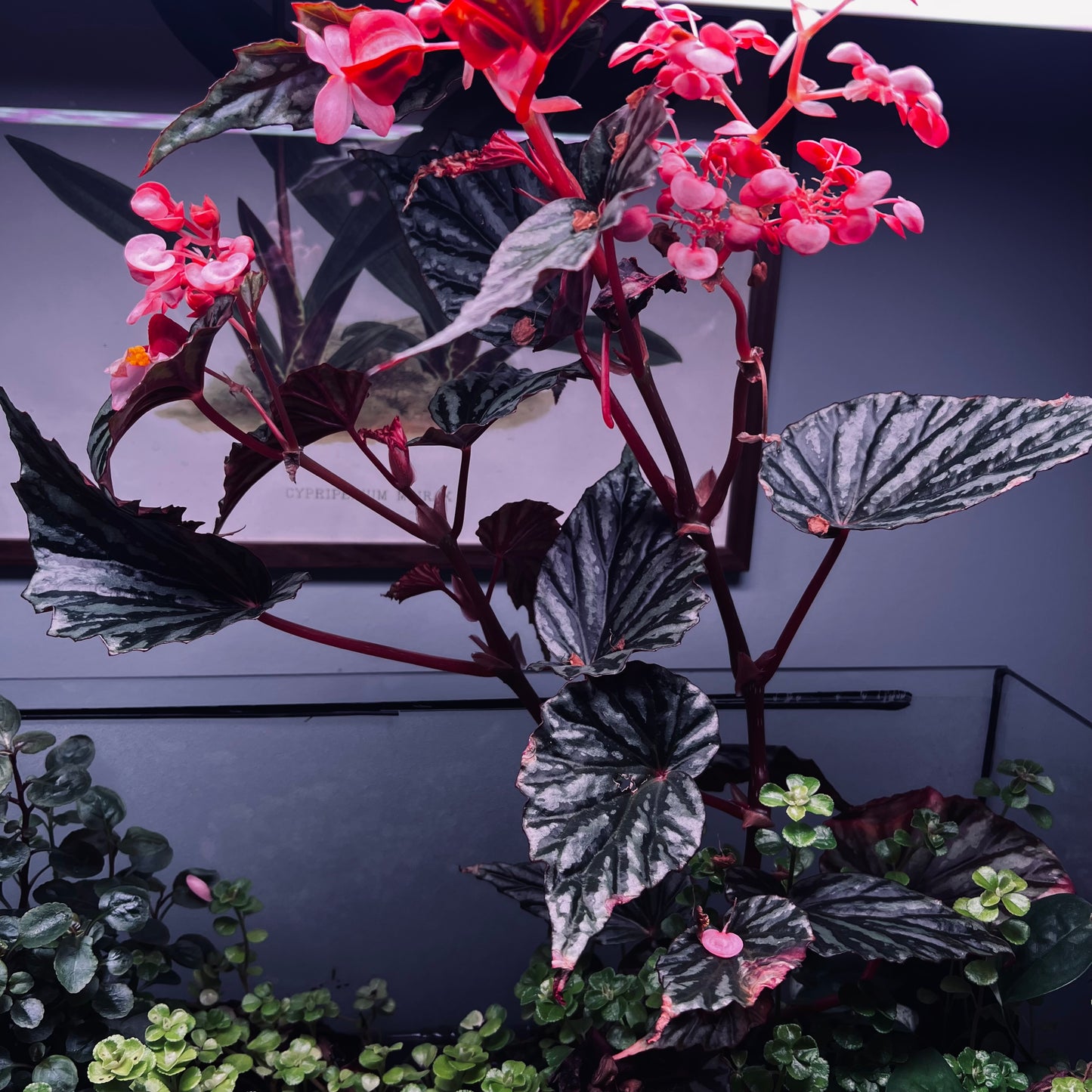 Begonia Irian Jaya, uroted stikling