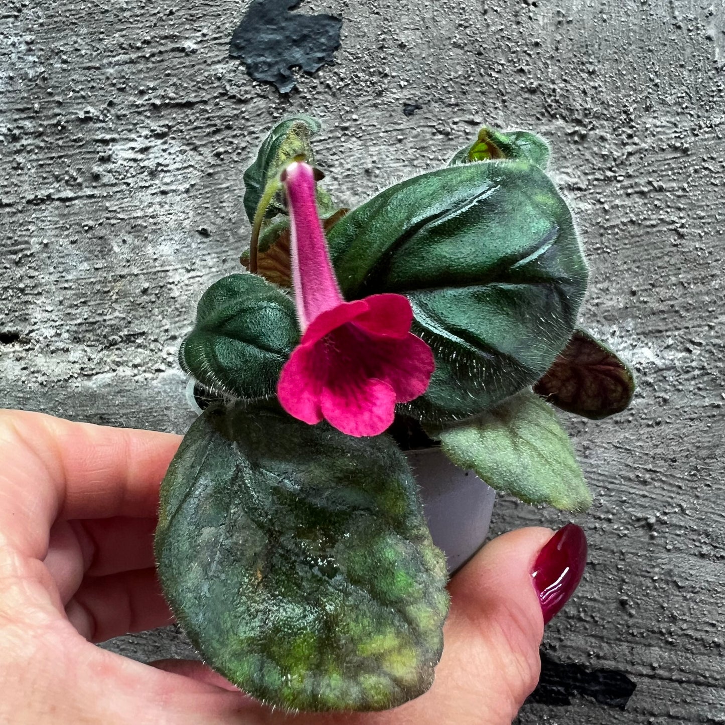 Sinningia Freya’s Kumquat hibrid 1