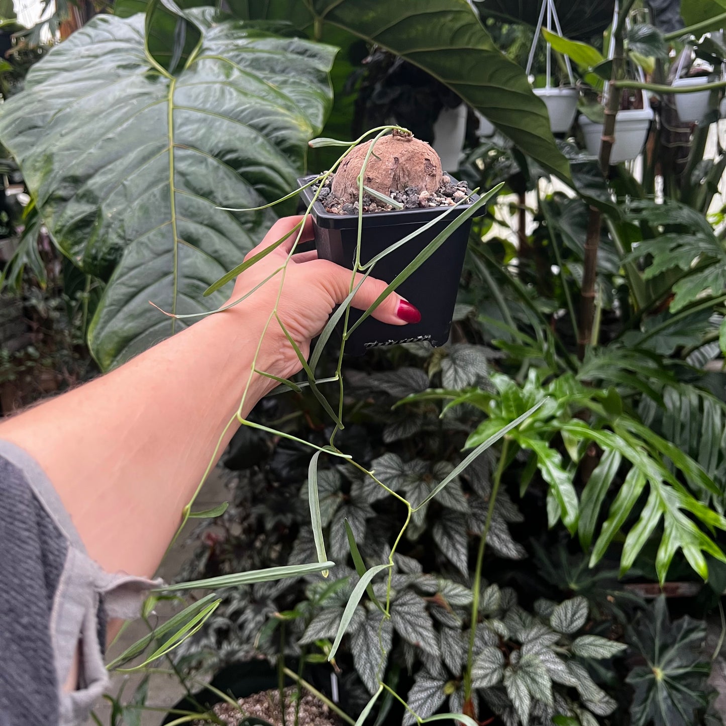 Ipomoea sp.