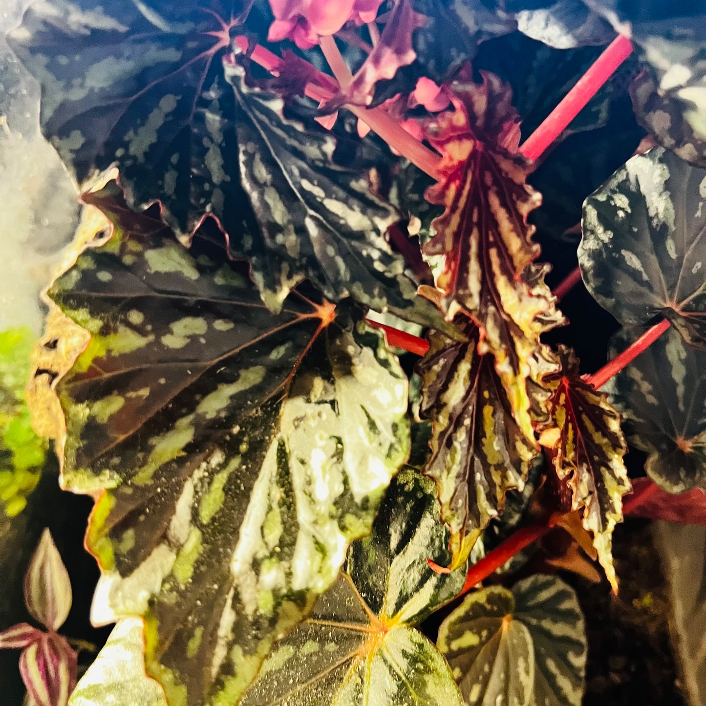 Begonia Irian Jaya, uroted stikling