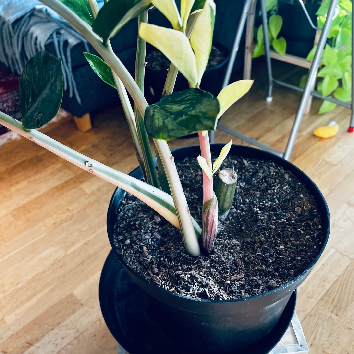 Zamioculcas zamiifolia f.variegata, 28 cm pot