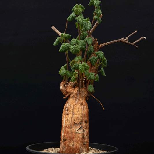 Cissus sp.aff.aphyllantha, barrotplante